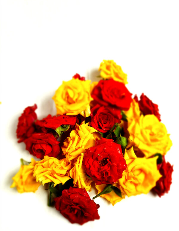 Red Rose Yellow Rose mix