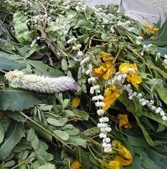 Avarampoo(Pongal special Flowers)