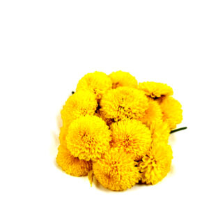 Chrysanthemum-MarigolD-Yellow