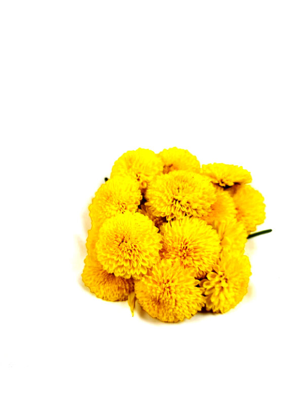 Chrysanthemum-MarigolD-Yellow