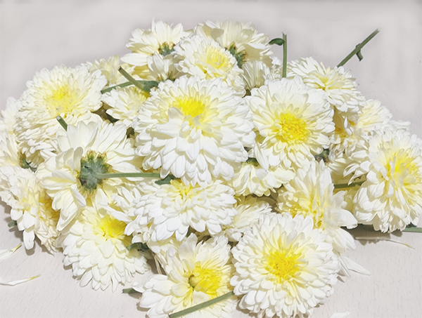 Chrysanthemum White Flower - 250gm - GetFlowersDaily