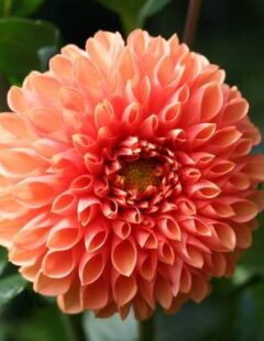 Pooja Flowers - Dhariya Flower (Big) – Pair