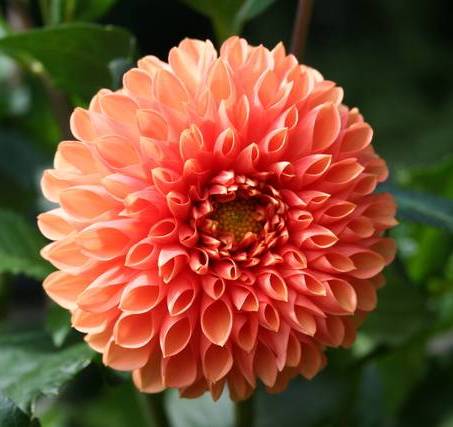Dharia Flower
