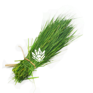 Dhurva Grass