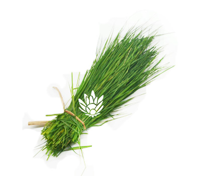 Dhurva Grass