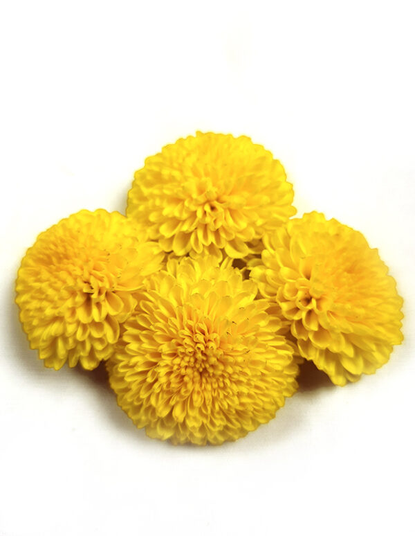 Marigold-Yellow-flower