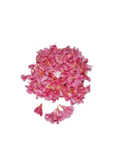 Pooja Flowers - Oleander Pink Flower – 250gm