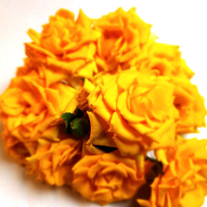 Yellow Rose 22