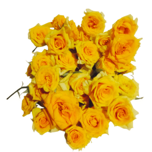 Yellow Rose Flower - 250gms
