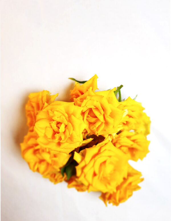 yellow-rose-3.jpg