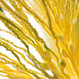 Areca catechu flower (pakku flower)
