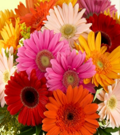 Flower Bouquet- Elegant Colors Bouquets