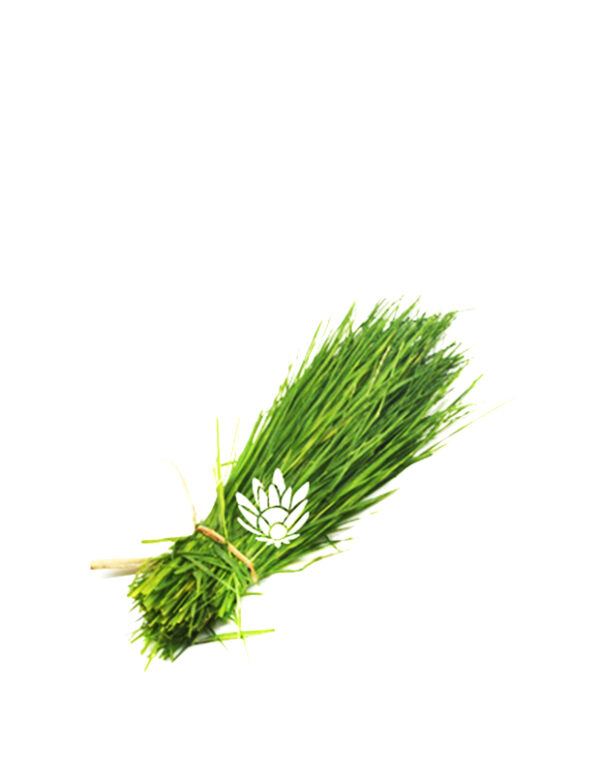 Dhruva Grass