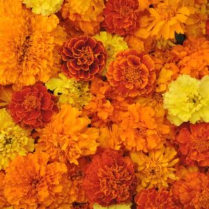Assorted Marigold Flowers