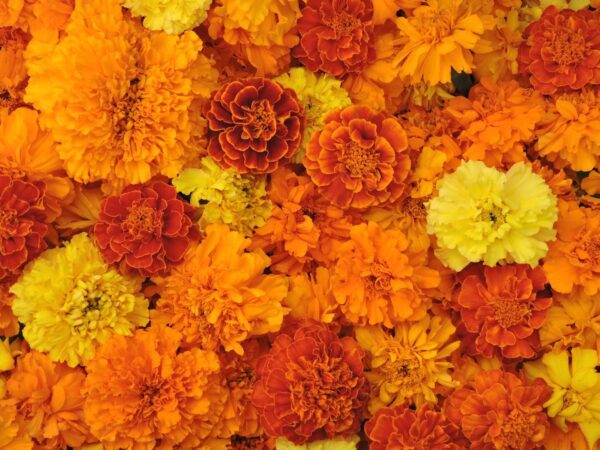 Assorted Marigold Flowers