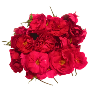 Paneer (Damask) Rose - 250gms