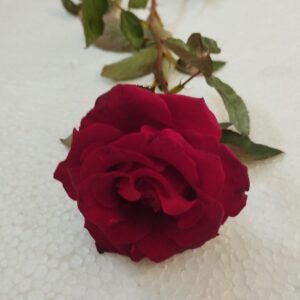Flower Bouquet- Red Rose