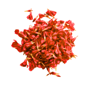 Pooja Flower - Red Oleander Loose - 250gms