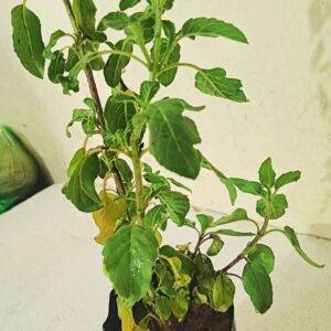 Tulsi Plant - GetFlowersDaily