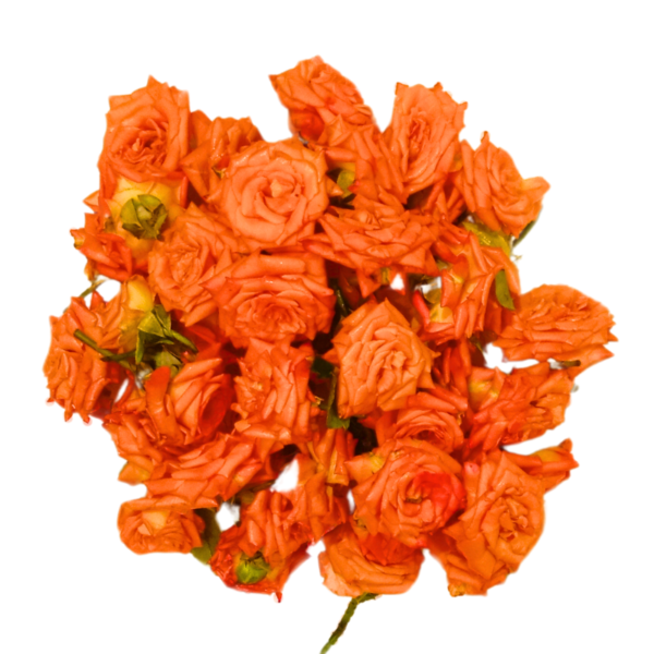 GetFlowersDaily - Orange Roses - 250gm