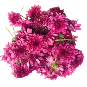 GetFlowersDaily - Red Aster - 250gm