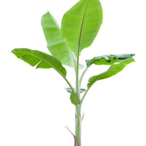 Banana Plant - 1 Pair (4ft)