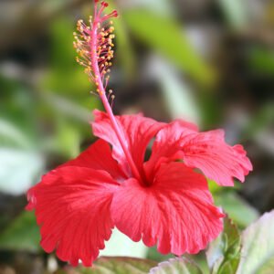 Hibiscus Flowers - 1 Piece
