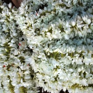 Kakada Jasmine String - 40cm