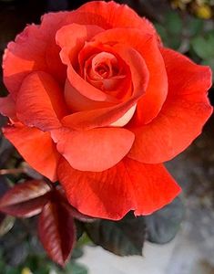 Orange Hybrid Rose Flower