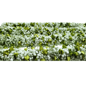 Wedding Garland - Manoranjitham with Gypsy Garland - 2.5ft (Pair)