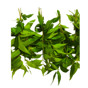 Pooja Flowers -Neem Leaves String - 3ft