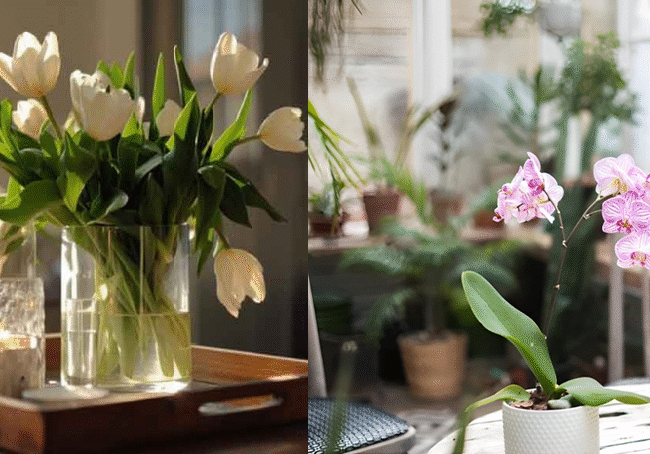 Flower Therapy: Boosting Positivity & Calmness at Home - GetFlowerDaily