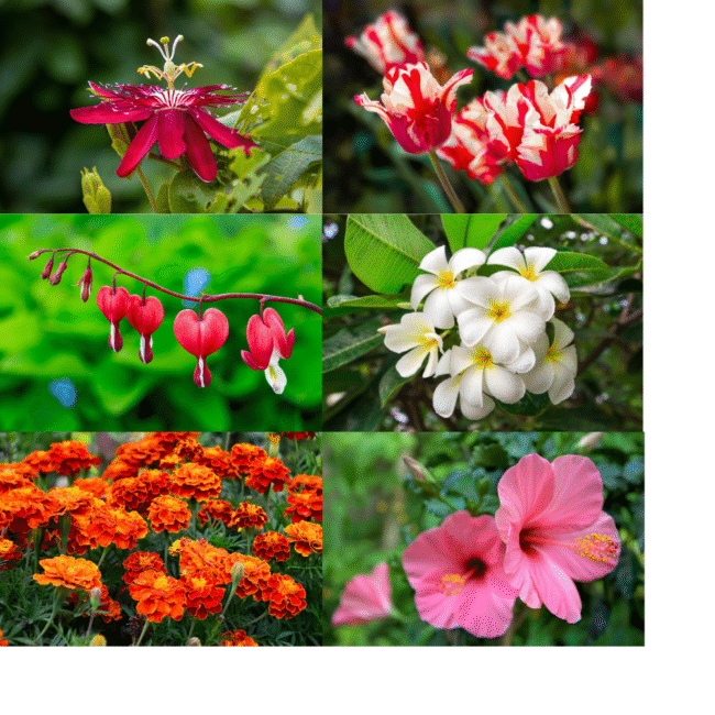 Global Flowers vs Indian Flowers: What’s the Difference? - GetFlowerDaily