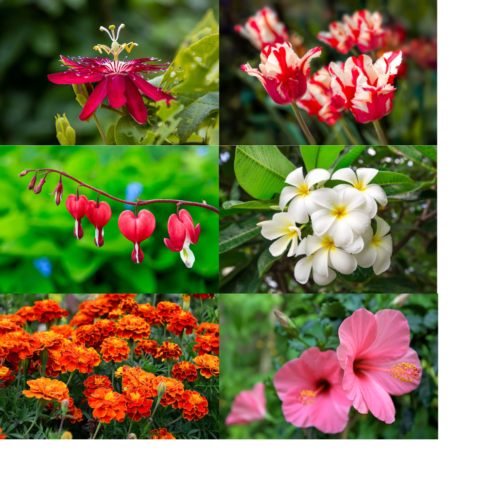Global Flowers vs Indian Flowers: What’s the Difference? - GetFlowerDaily