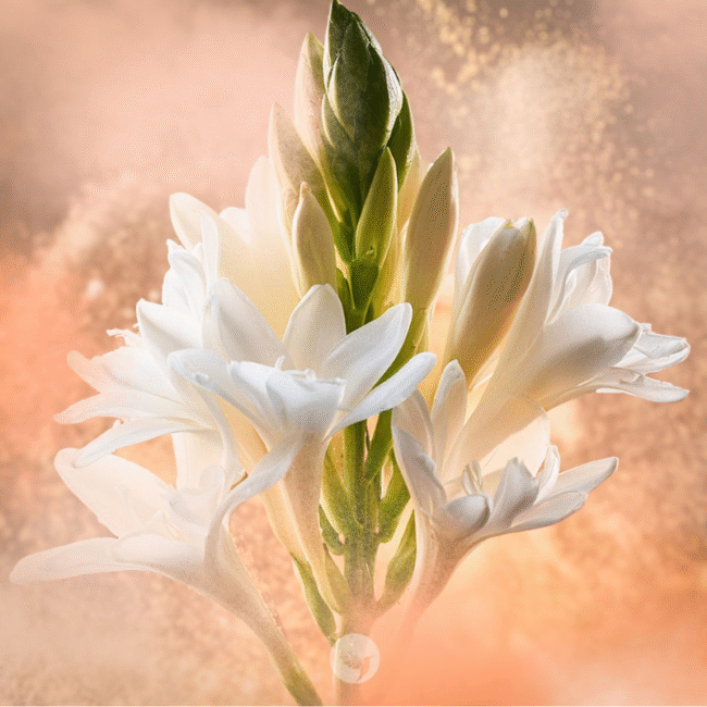 Interesting Facts About Tuberose & Its Fragrance Legacy - GetFlowerDaily