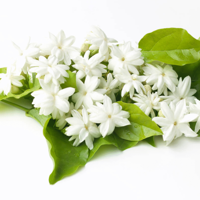 History and Cultural Significance of Jasmine - GetFlowerDaily