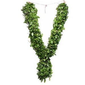 Plain Tulsi Thomala - 2ft