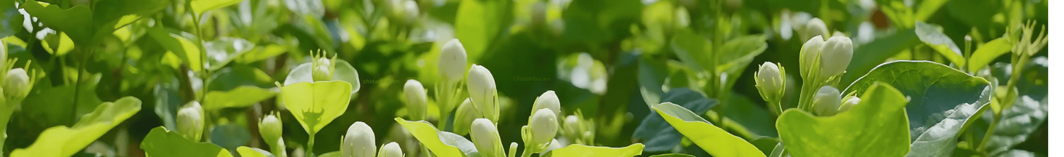 Shop - GetFlowersDaily