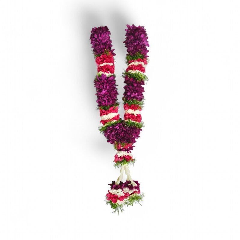 Aster Maroon with Pink, White & Green Border Garla