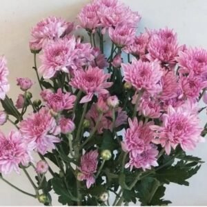 Pink Spray Chrysanthemums - 5 Stems