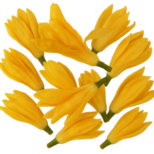 Sampangi flower loose - 250gms