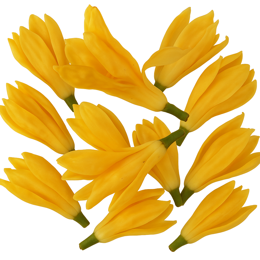 Sampangi flower loose - 250gms