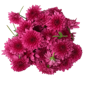 Aster Red (Raspberry Red) Flowers - 250gms