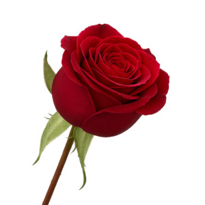 Rose Red Flower (1.5 Inch Stem) - 250gms