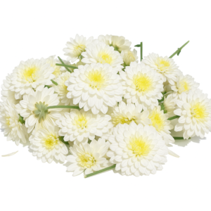 White Chrysanthemum Flowers (Loose) 250gms