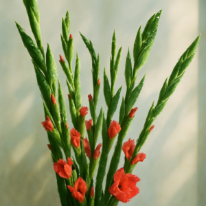 Gladioli - 5 Stems