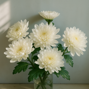 White Chrysanthemum - 5 Stems