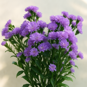 Blue Daisy Aster- 5 Stems