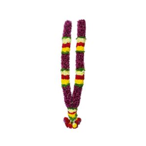 Dark Raspberry Chrysanthemum with White, Red, Yellow & Green Border - 4ft